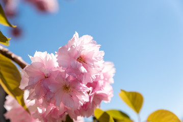 Pink Kirschbaum Blüte