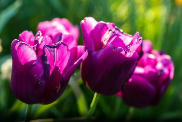 Fototapeta na wymiar Lila Tulpen im Gegenlicht