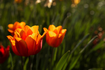 Obraz premium Orange gelb Tulpen im Gegenlicht