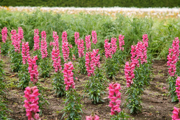Blooming Season Garden of Pink Antirrhinum or Snapgradon Flowers              