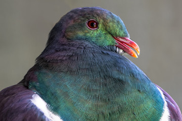 A closeup of a kereru - a beautiful NZ wood pigeon  with iridescent blue green feathers.  