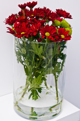 Glass vase with home decor red spring flowers. Oxeye daisies.
