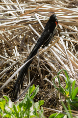 Euplecte à longue queue,.Euplectes progne, Long tailed Widowbird, Afrique du Sud