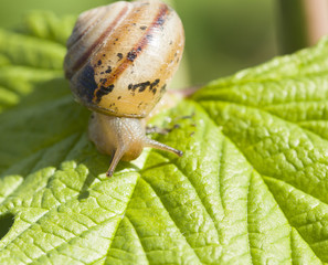 Small brown snail on green leaf. In daylight