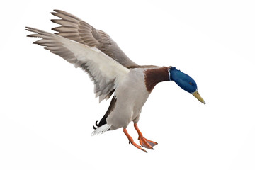 blue head mallard duck drake on white in flight