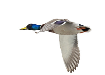 isolated one blue head mallard duck drake in flight