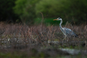 heron cendré