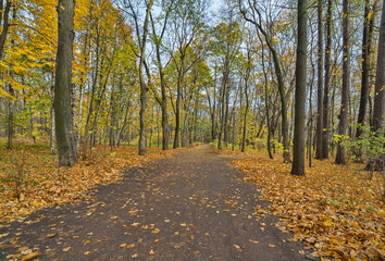 deciduous leaves on footpat between trees