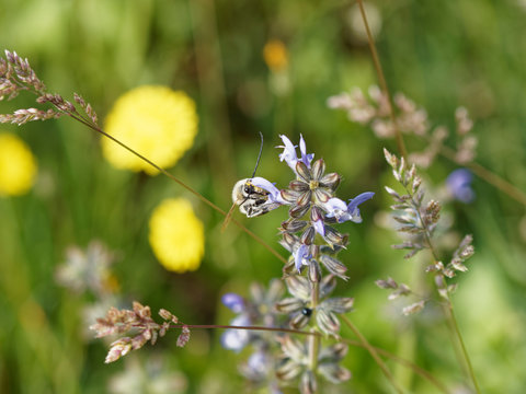 Eucera longicornis - Euc&egrave;re &agrave; longues antennes butinant le nectar de sauges bleues