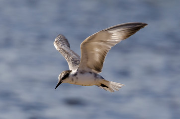 Guifette moustac,.Chlidonias hybrida, Whiskered Tern