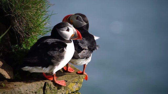 Atlantic puffin also know as common puffin is species of seabird in the auk family in Iceland. Iceland, Norway, Faroe Islands, Labrador in Canada are known to be large colony of this puffin.