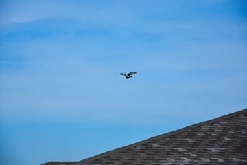 flying pigeon bird in action