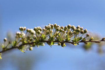 beautiful white flowers apple tree garden