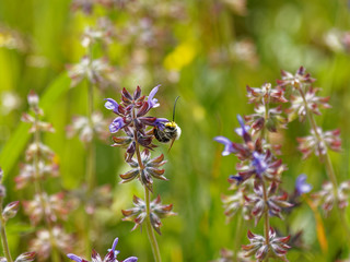 Eucera longicornis - Eucère à longues antennes butinant le nectar de sauges bleues