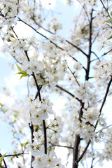 Obraz premium beautiful white flowers apple tree garden