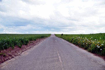 road in the middle of green fields or grassland