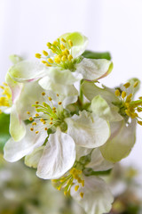white flowers apple-tree spring