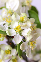 Naklejka na ściany i meble white flowers apple-tree spring