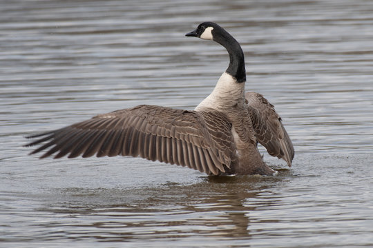 A close image of a canada goose as it spreads its wings on the water