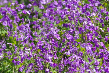 Naklejka premium 紫色の花