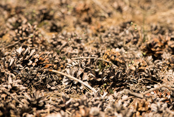 Pinecones spread on the ground