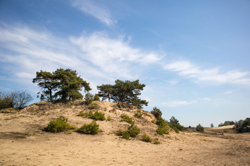 Fototapeta na wymiar dune at Kootwijkerzand