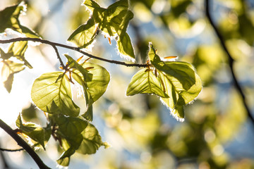 Sun shining trough leaves