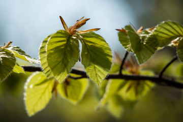 Sun shining trough leaves