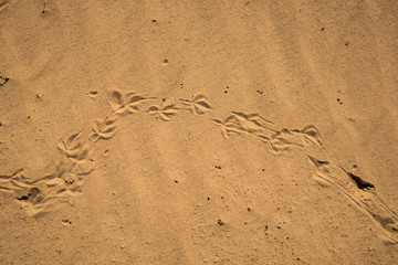 bird track in the sand