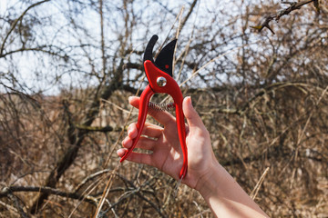 Red pruner in the hands of a girl