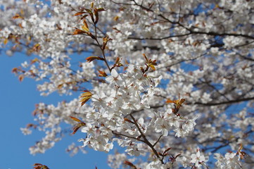 桜