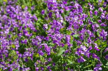 Obraz na płótnie Canvas 紫色の花