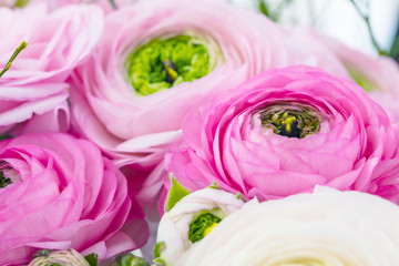 Persian buttercup. Bunch pale pink ranunculus flowers light background. Wallpaper, Horizontal photo...