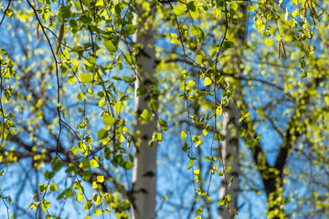 Birch branches with young spring leaves and white trunks of trees - a beautiful spring background