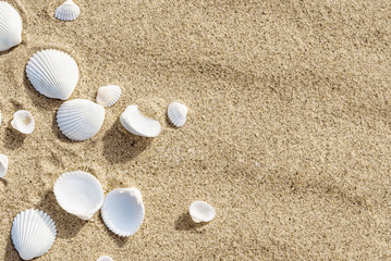 Fototapeta na wymiar White seashells on sea sand - summer travel background, copy space