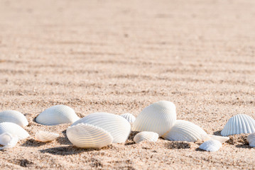 Fototapeta na wymiar White seashells on sea sand - summer travel background, copy space