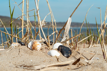 Seashells and pebbles on the shore with reeds and the sea in the background - summer traveling concept