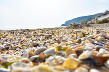 colorful sea shells as background