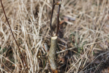 Inoculation in the spring of apple trees in raspis. Crossbreeding