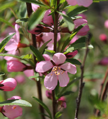 Obraz premium pink flowers in spring in the garden