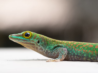 Lizard in the Seychelles