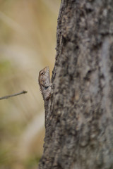 Chameleon in Thailand