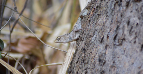 Chameleon in Thailand