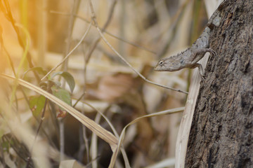 Chameleon in Thailand
