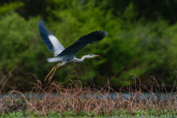 heron cendré