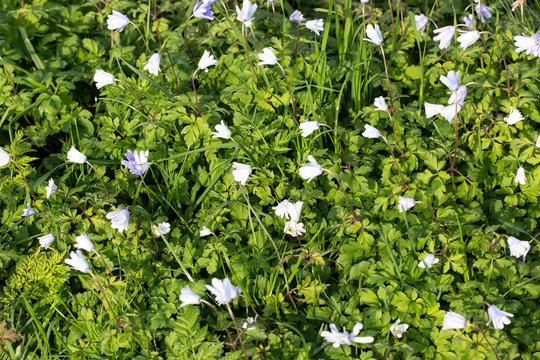 Flowers and leaves of Anemoon (Anemone blanda)