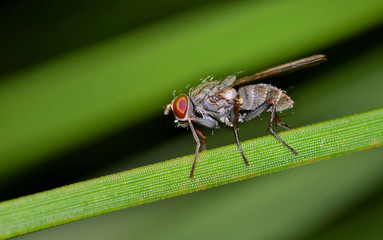 Naklejka premium Flesh fly Sarcophaga bercaea insect nature pest control myiasis flystrike carrier parasitic infection. 