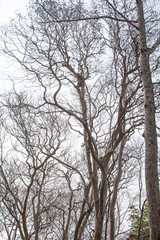 Dead perennial trees isolated with a white background