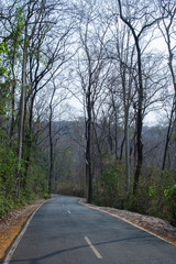The way down the hill with trees on either side