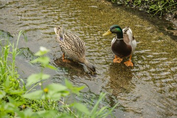 A pair of colorful mallard ducks standing in a limpid stream with sandy bed. Brown female drinking water. Green vegetation in foreground. 